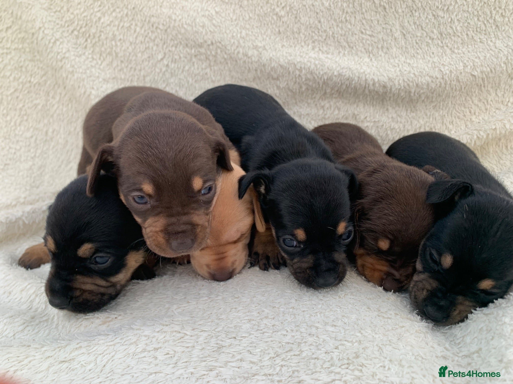 Dachshund dogs DACHSHUND PUPPIES READY 30TH AUGUST S - Advert 4