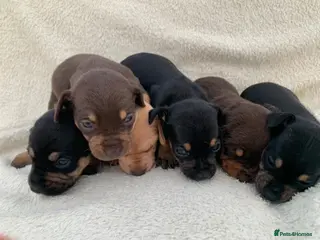 Dachshund dogs DACHSHUND PUPPIES READY 30TH AUGUST S - Advert 4