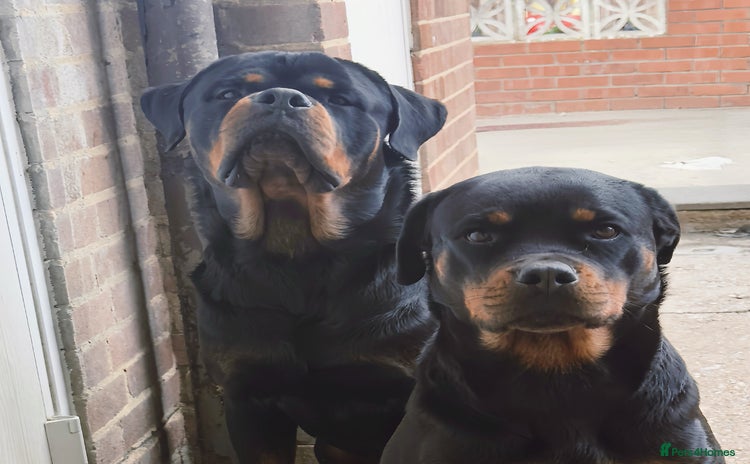 Rottweiler dogs - Advert 1