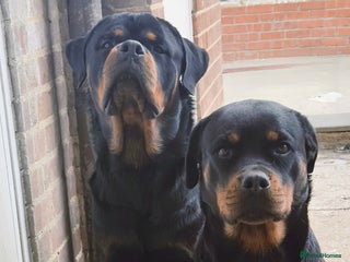 Rottweiler dogs - Advert 9
