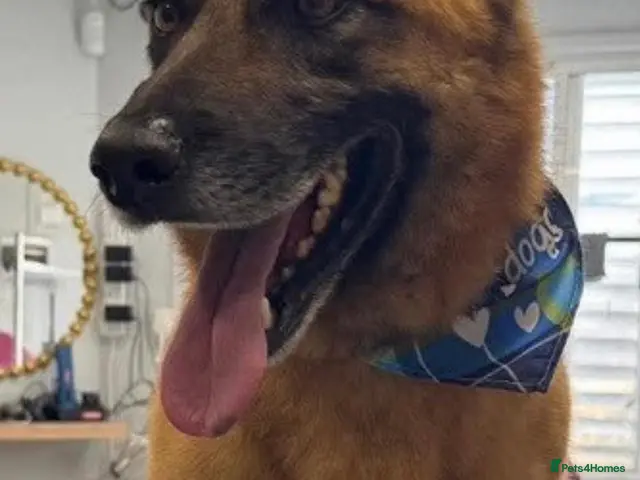 Mixed Breed dogs for adoption: Majestic Zorro 4 years old - Advert 1