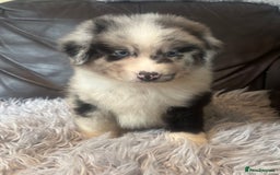 Australian Shepherd dogs for sale: 3 remaining- Beautiful Australian Shepherds  - Image 12