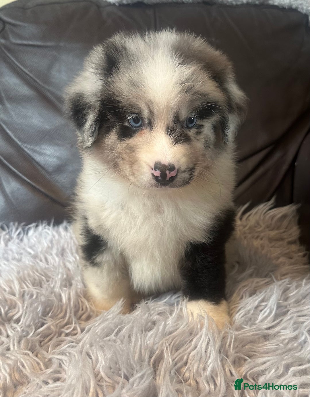 Australian Shepherd dogs for sale: 3 remaining- Beautiful Australian Shepherds  - Image 12