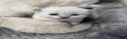 Siberian cats for sale: Registered Siberian kitttens - Advert 10