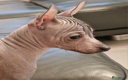 Mexican Hairless dogs for sale: Stunning mini red boy 4 months 8 week old girl . - Image 16