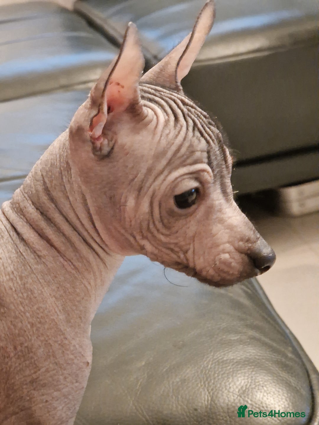 Mexican Hairless dogs for sale: Stunning mini red boy 4 months 8 week old girl . - Image 16