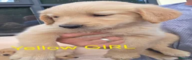 Golden Retriever 9