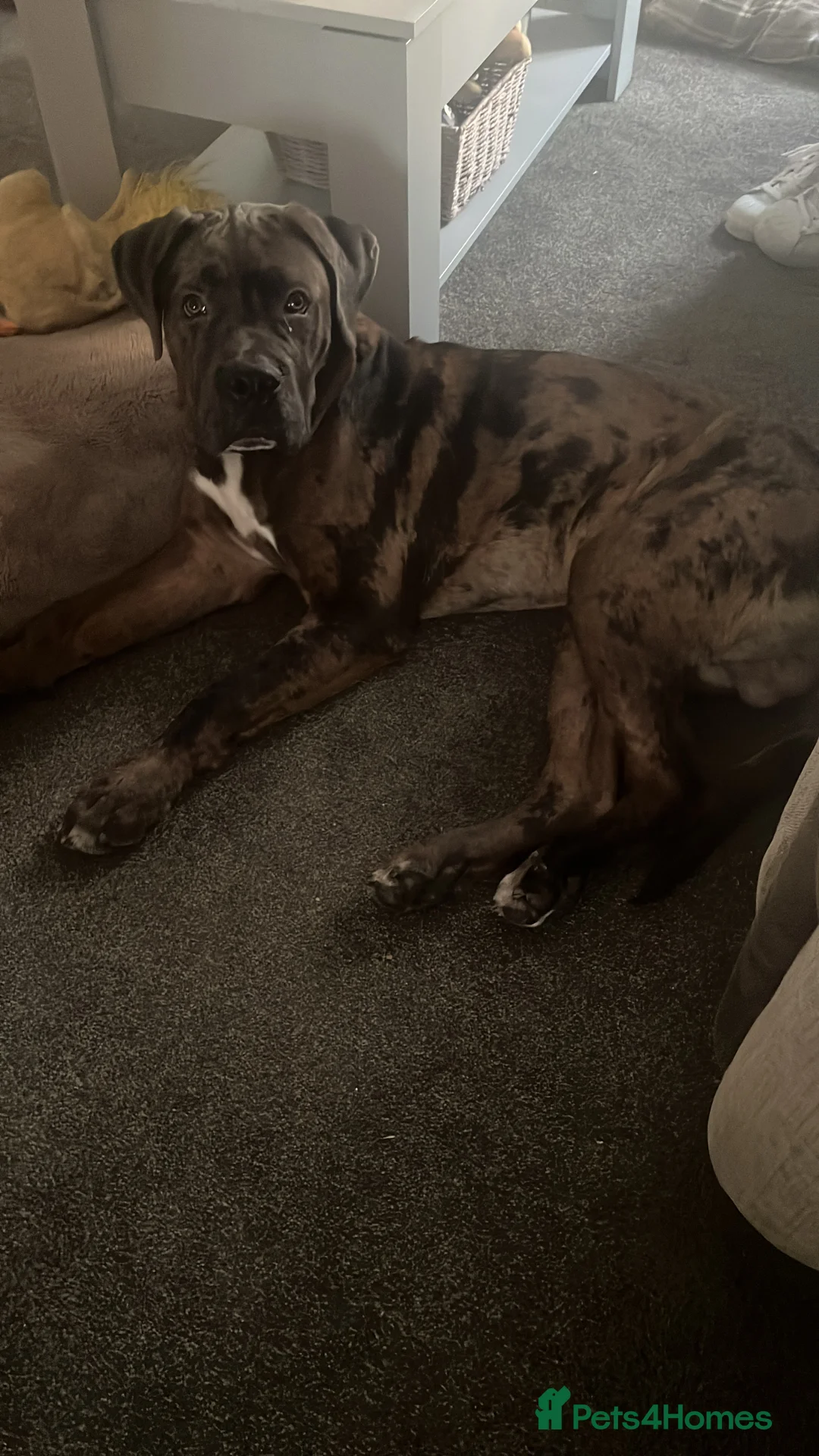 Mixed Breed dogs for sale: Cane Corso Merle male  - Advert 7