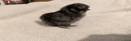 Chickens poultry for sale: Unsexed Silkie chicks mixed colours  - Advert 5