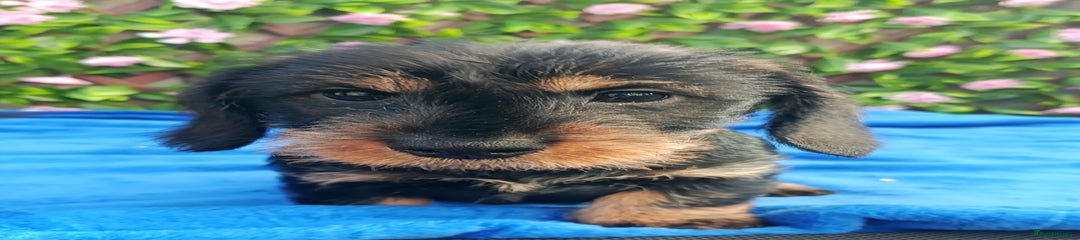 Miniature Dachshund Puppy 2