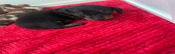 Dachshund dogs for sale: Beautiful daschund’s for sale  - Advert 21