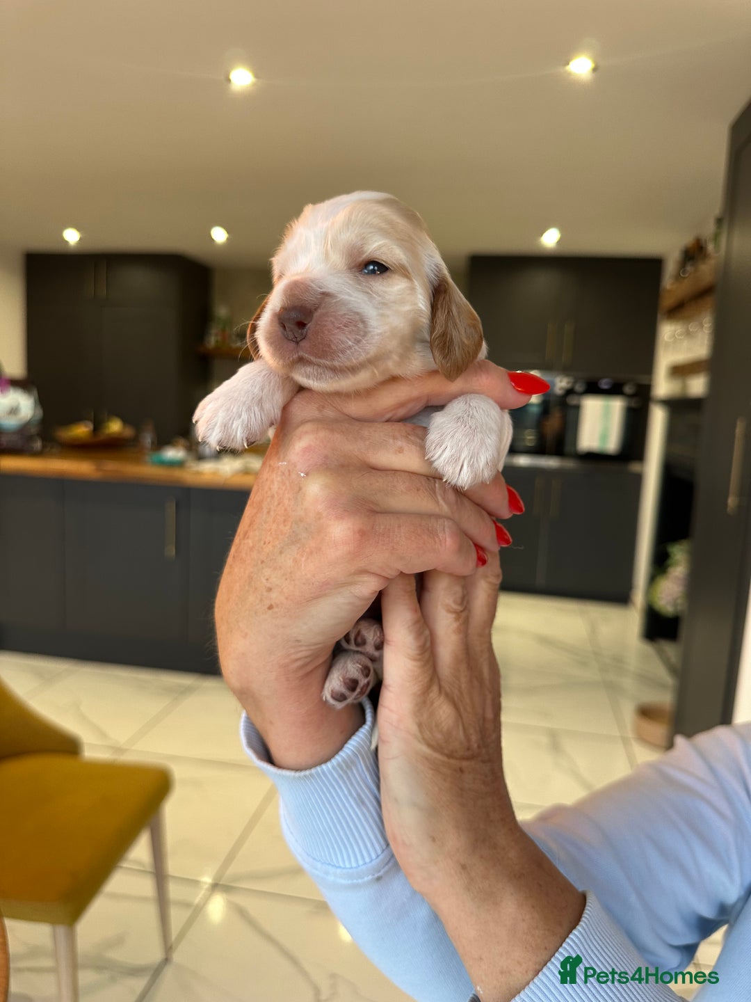 Cocker Spaniel dogs for sale: English show spaniels for sale - Image 4