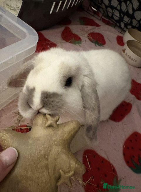 Mixed Breed rabbits Pixie - mini lop girl  - Advert 18