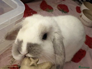 Mixed Breed rabbits Pixie - mini lop girl - Advert 16