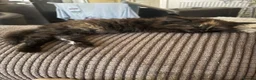 Mixed Breed cats for sale: Mixed breed long hair tortoise  - Advert 6