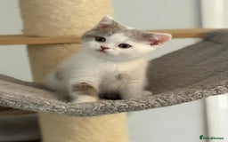 British Shorthair cats for sale: Kittens available to reserve  - Image 10