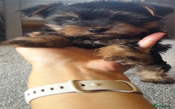 Yorkshire Terrier dogs for sale: Yorkshire terrier puppies  - Image 9
