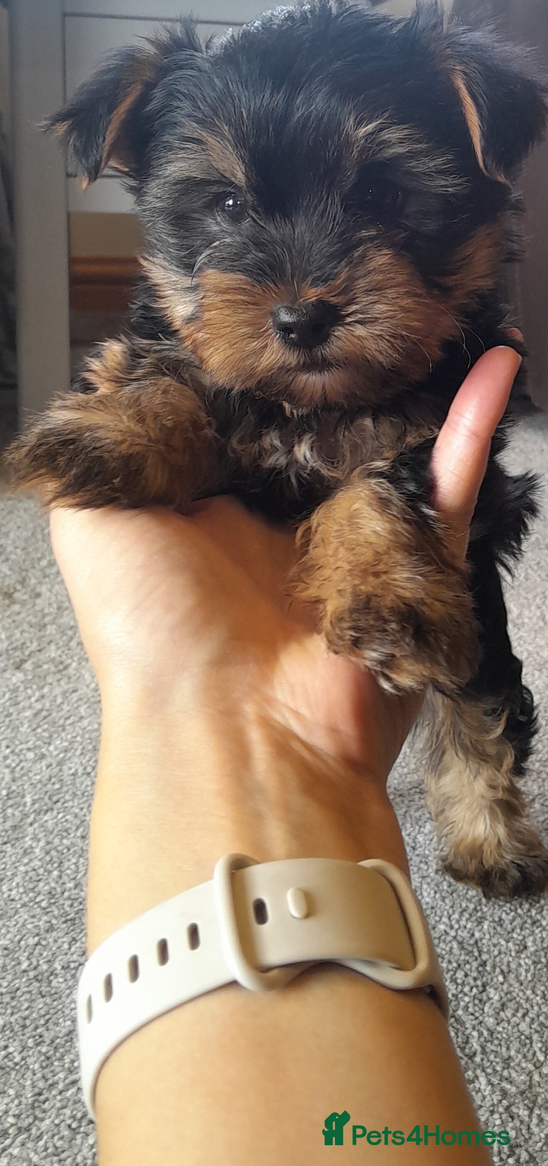 Yorkshire Terrier dogs for sale: Yorkshire terrier puppies  - Image 9