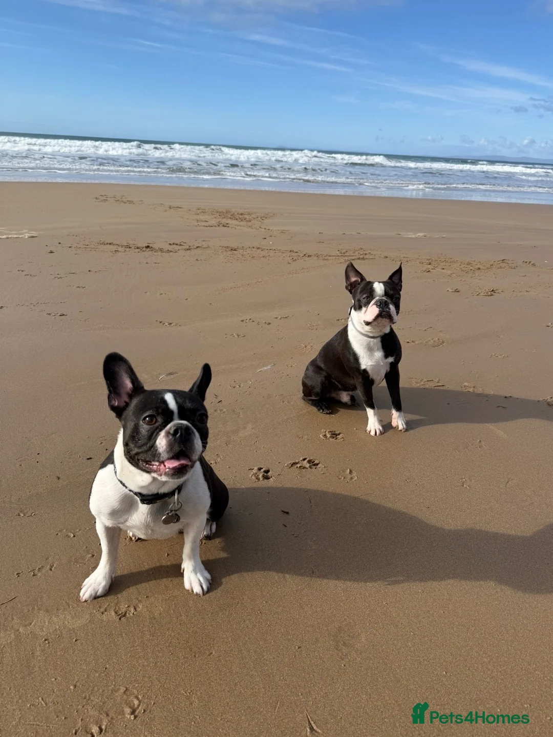 Boston Terrier dogs for sale: Beautiful Boston Terrier Puppies For Sale - Advert 2