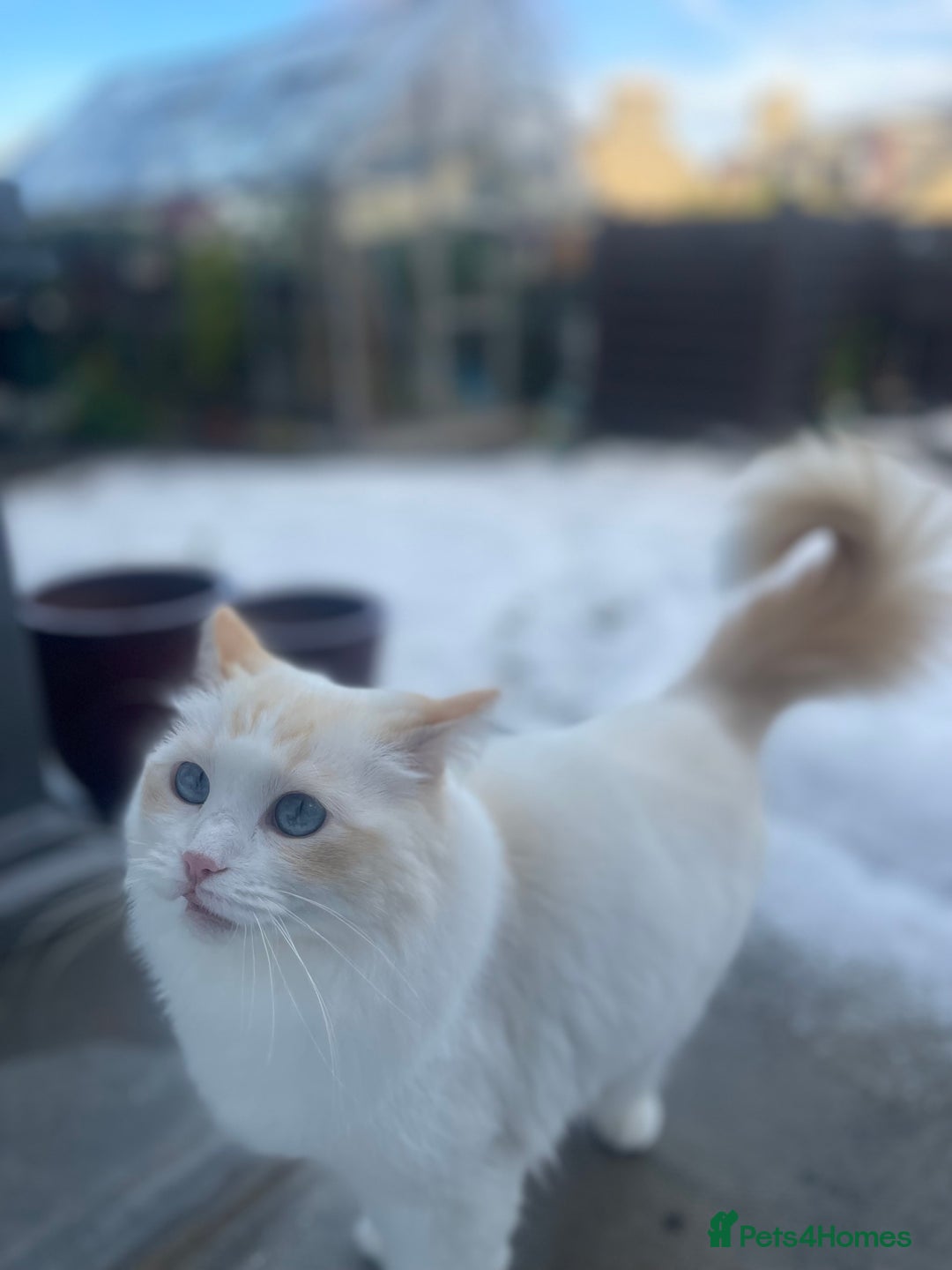 Ragdoll cats for sale: VERY RARE CREAM FLARE BICOLOUR RAGDOLL KITTEN - Image 1