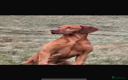 Mixed Breed dogs for sale: Hungarian Vizsla - Image 4