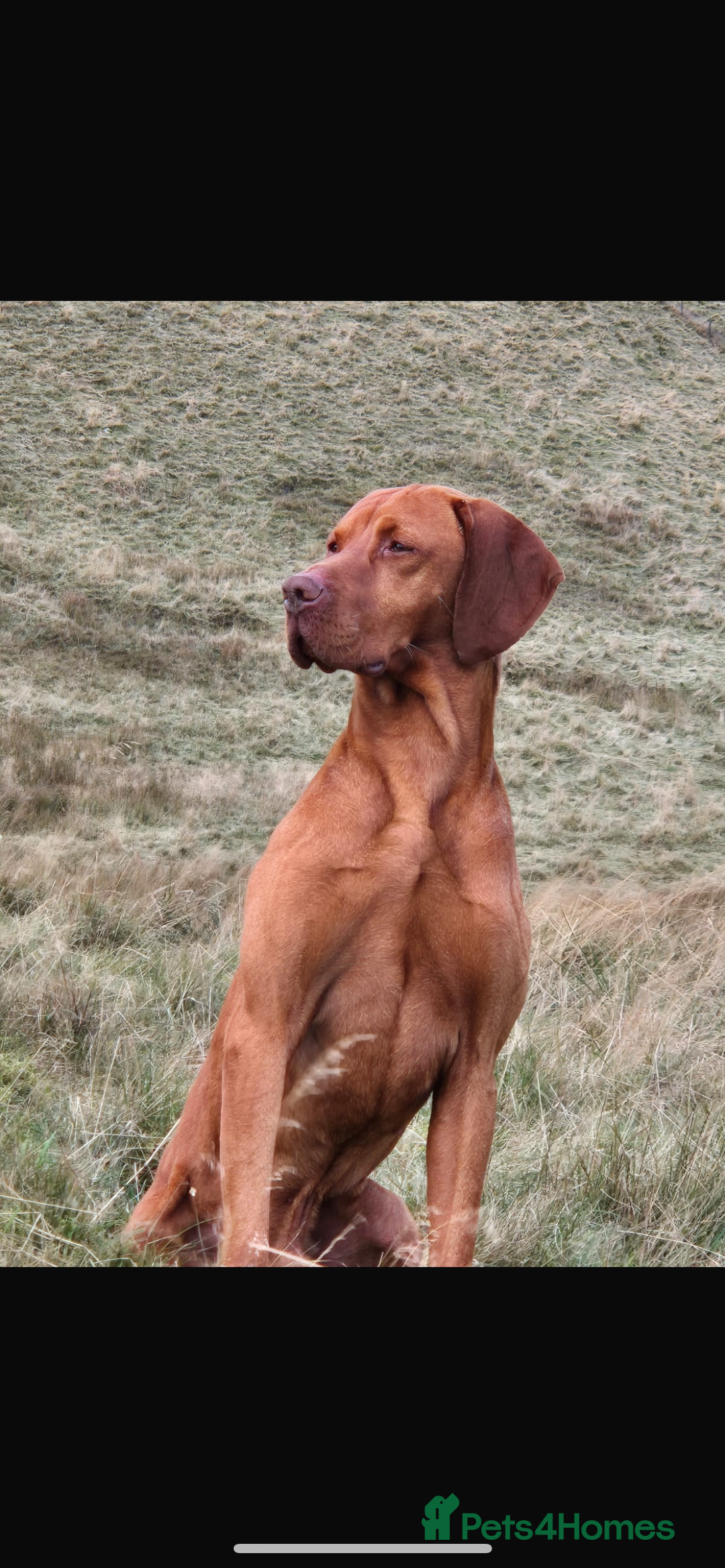 Mixed Breed dogs for sale: Hungarian Vizsla - Image 4
