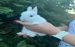 Netherland Dwarf rabbits for sale: 3 Beautiful blue eyed Netherland dwarf bunnies - Image 2