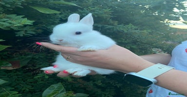 Netherland Dwarf rabbits - Advert 3