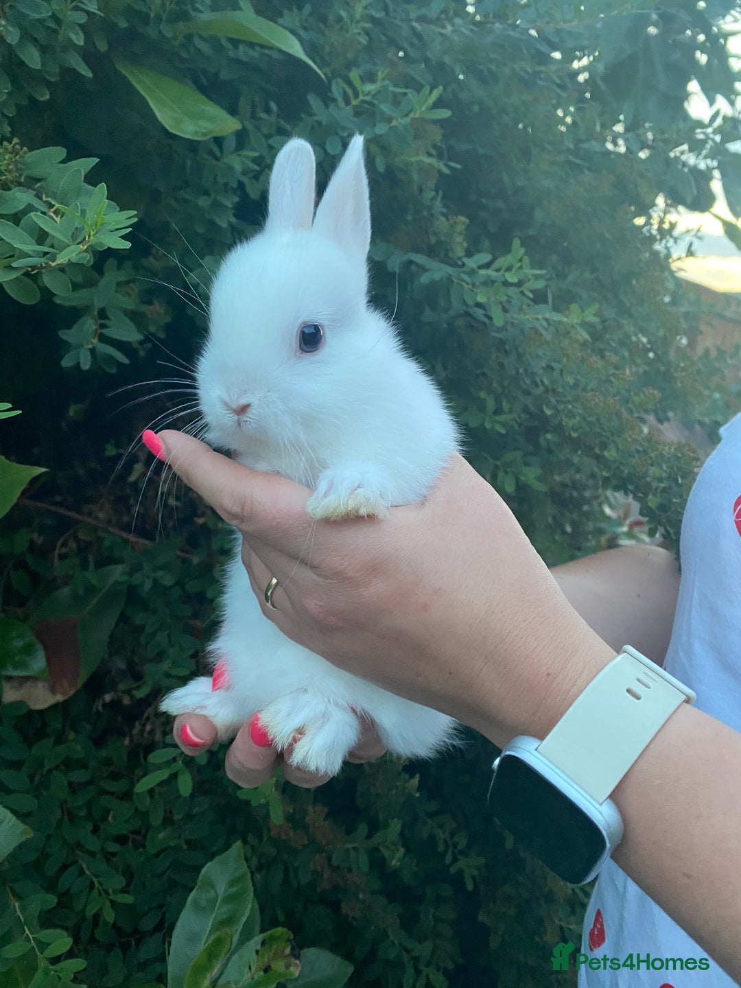 Netherland Dwarf rabbits for sale: 3 Beautiful blue eyed Netherland dwarf bunnies - Image 2