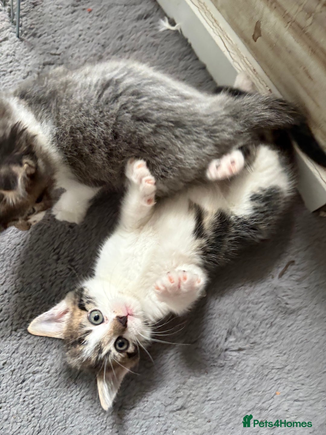 British Shorthair cats for sale: 1 boy and 1 girl - Advert 2
