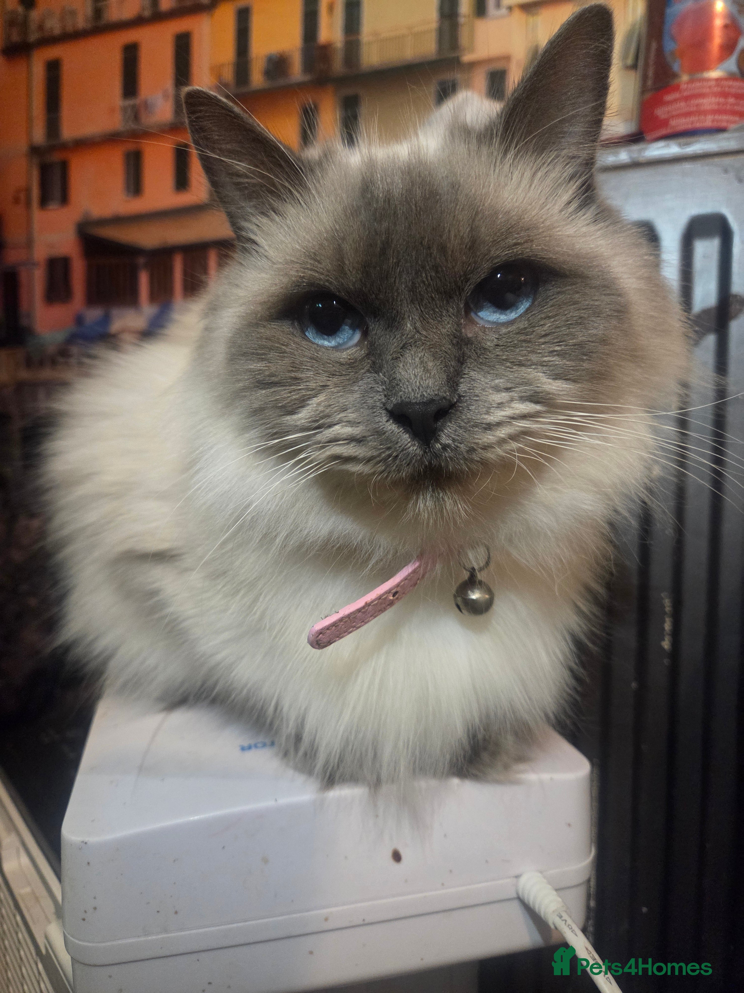 Ragdoll cats Beautiful girl looking for her home - Advert 6