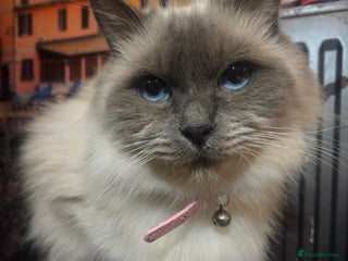 Ragdoll cats Beautiful girl looking for her home - Advert 3