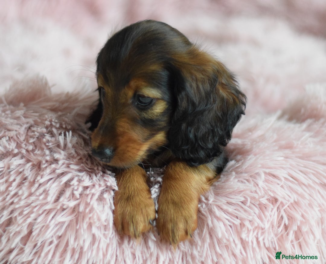 Miniature Dachshund dogs for sale: Gorgeous Longhair Miniature Dachshund Girls - Image 30