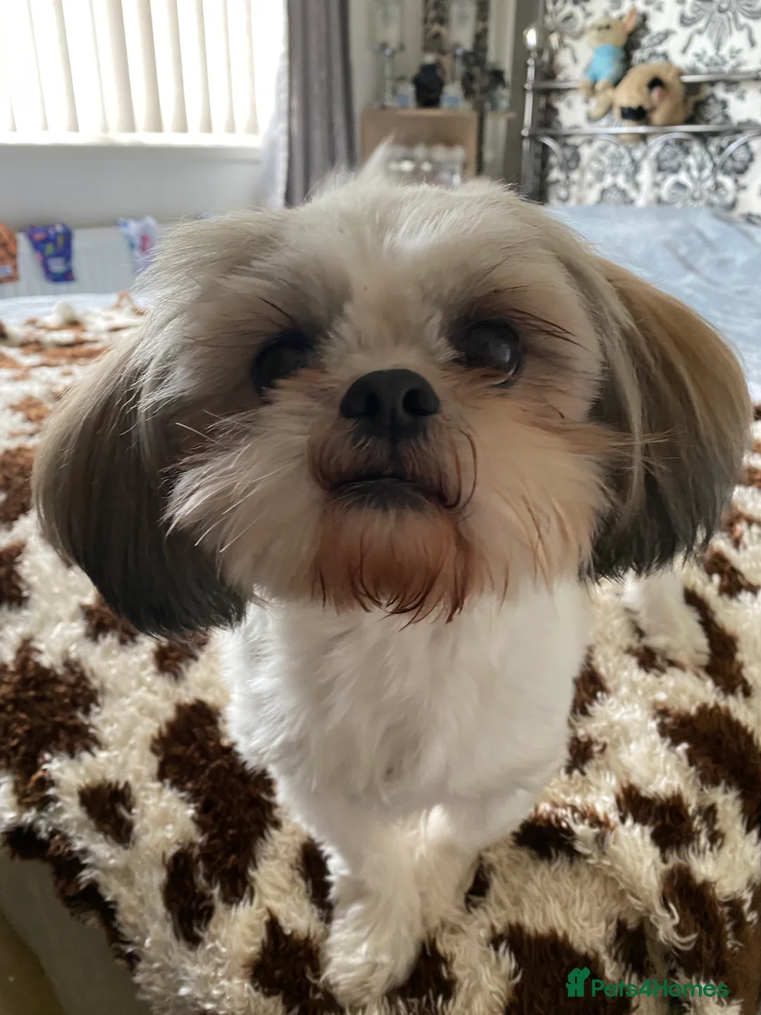 Shih Tzu dogs for stud: KC REG TINY STUD BOY  in Mansfield - Advert 1