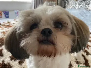 Shih Tzu dogs KC REG TINY STUD BOY in Mansfield - Advert 11