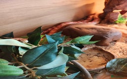Corn Snake reptiles for sale: Beautiful 3ft corn snake with viv  - Image 2