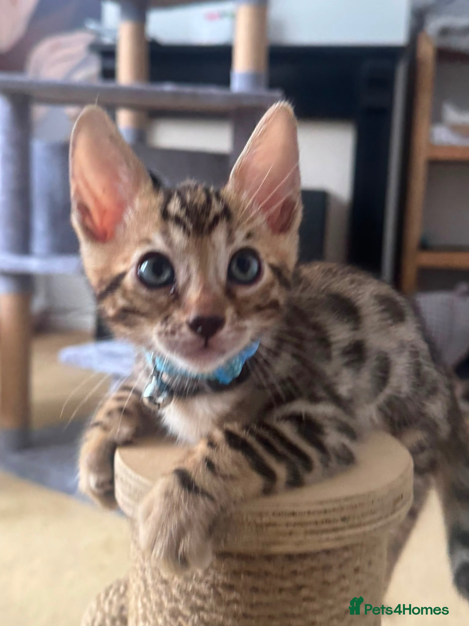 Bengal cats Ready soon registered bengal kittens - Advert 1