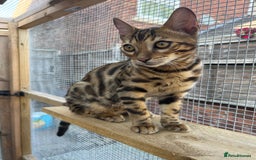 Bengal cats for sale: 2 Bengal boys for sale - Image 6