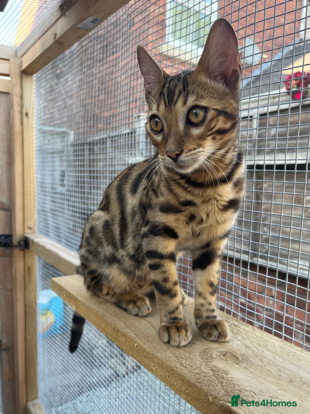 Bengal cats for sale: 2 Bengal boys for sale - Image 6