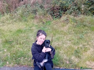 Cane Corso dogs - Advert 4