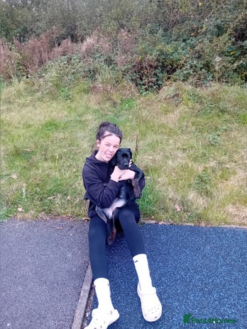 Cane Corso dogs - Advert 1