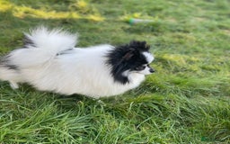 Pomeranian dogs for sale: Unique, extremely rare Pomeranian puppies ✨ - Image 28