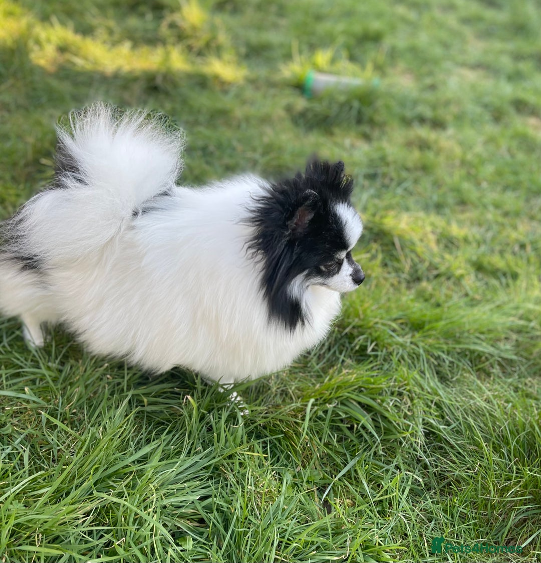 Pomeranian dogs for sale: Unique, extremely rare Pomeranian puppies ✨ - Image 28