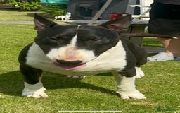 English Bull Terrier dogs for sale: Champion line puppy’s  - Image 4