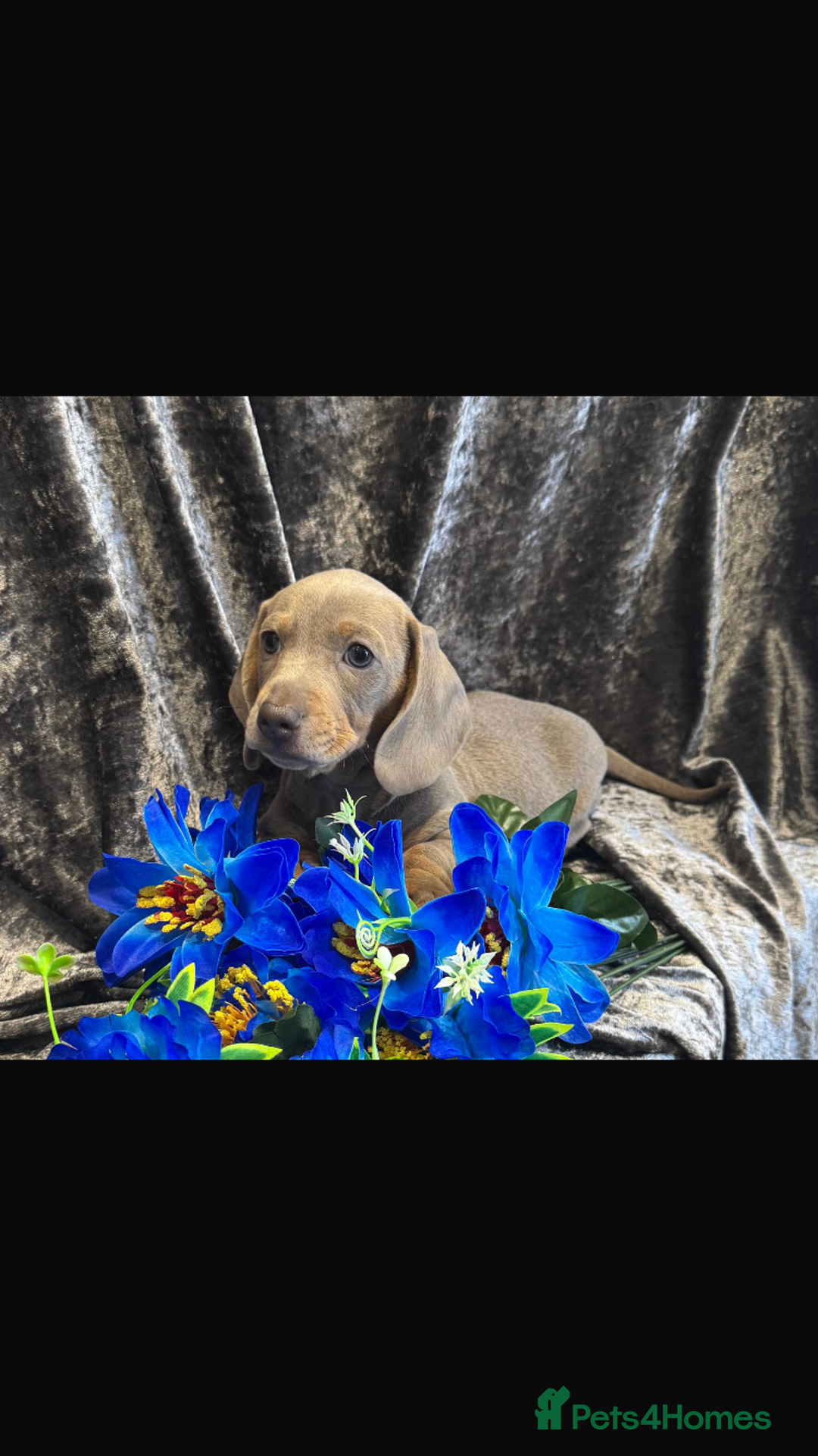 Dachshund dogs for sale: KC registration dachshund  - Advert 3