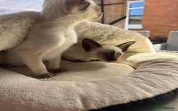 Siamese cats for sale: Siamese kittens - girls  - Image 23