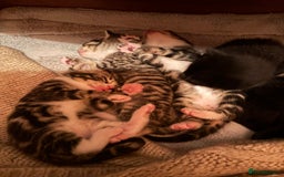 Mixed Breed cats for sale: Beautiful happy kittens ready for forever homes - Image 13