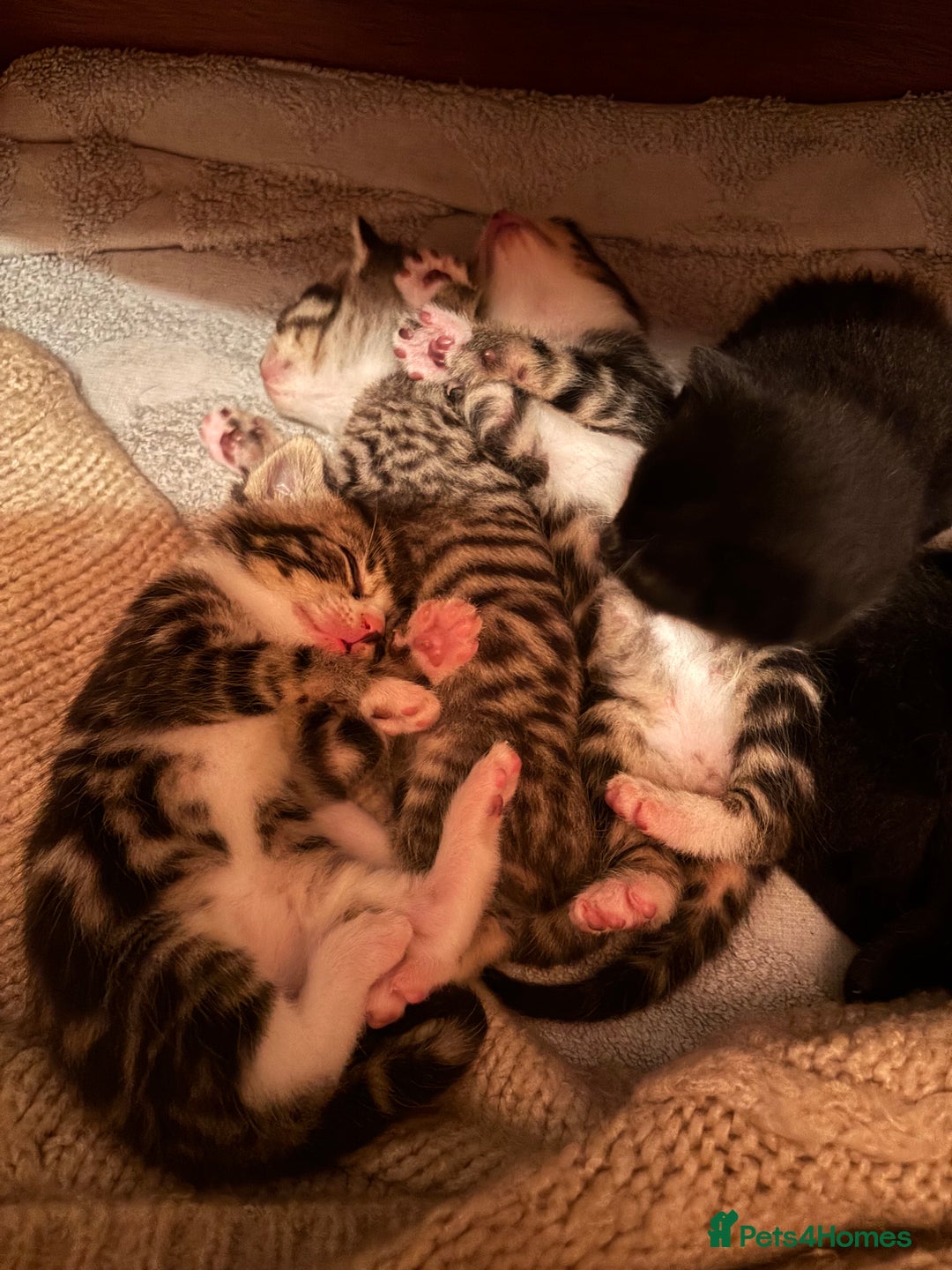 Mixed Breed cats for sale: Beautiful happy kittens ready for forever homes - Image 13