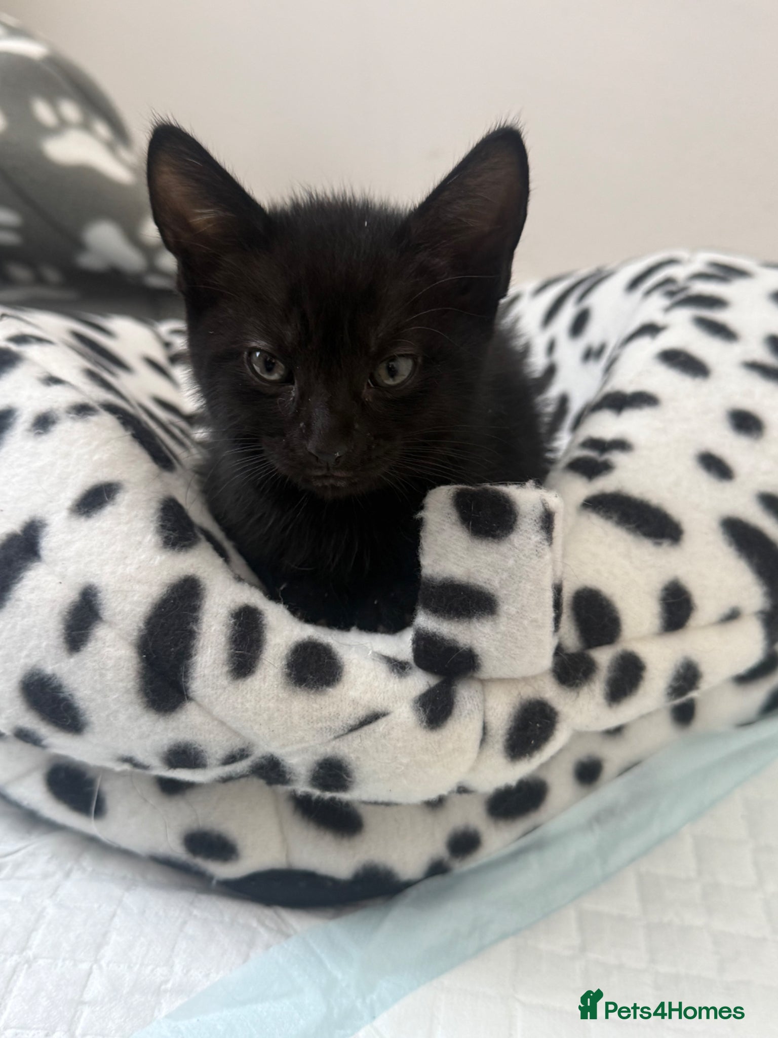 Mixed Breed cats Green collar male only left to reserve 🩷 £125 - Advert 1