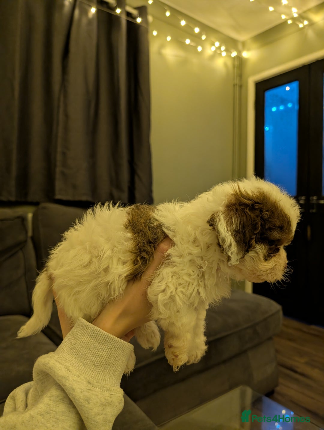 Mixed Breed dogs for sale: Beautiful cross Shih Tzu puppies  - Advert 10